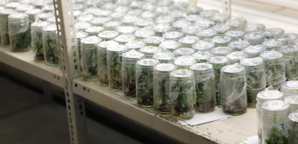 VAINILLA, UNA INVESTIGACIÓN DULCE PARA EL PALADAR CIENTÍFICO EN AGRONOMÍA