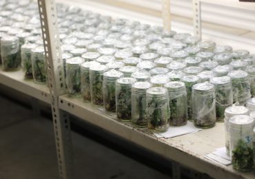 VAINILLA, UNA INVESTIGACIÓN DULCE PARA EL PALADAR CIENTÍFICO EN AGRONOMÍA