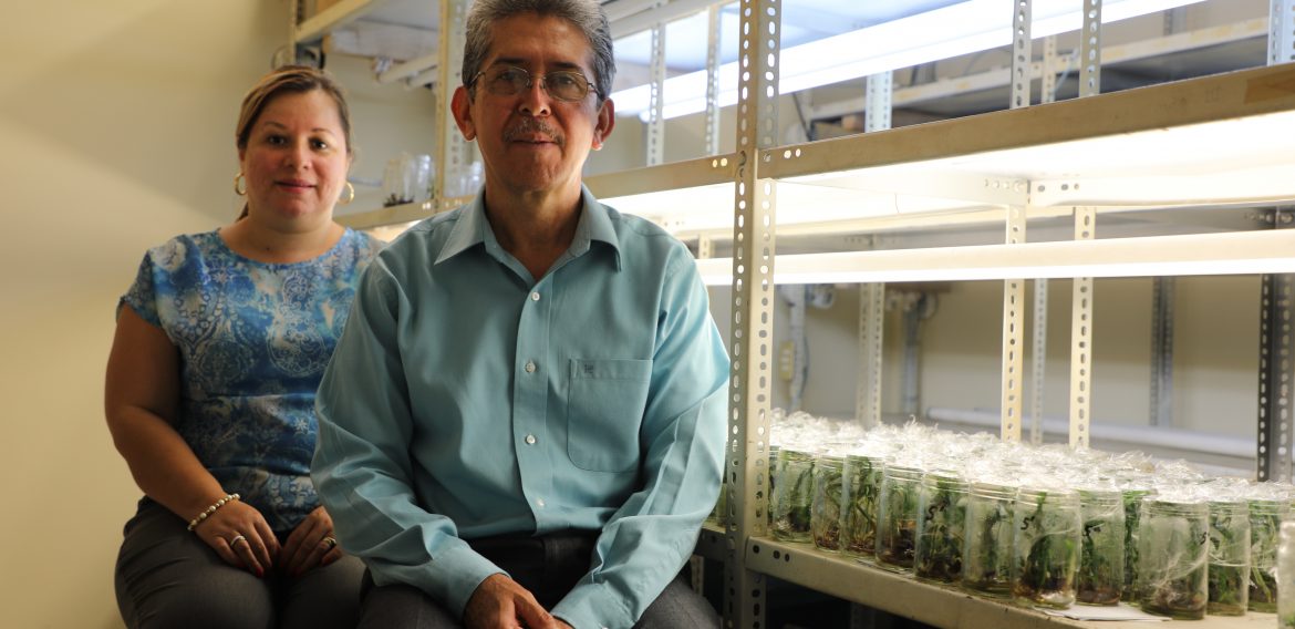 VAINILLA, UNA INVESTIGACIÓN DULCE PARA EL PALADAR CIENTÍFICO EN AGRONOMÍA