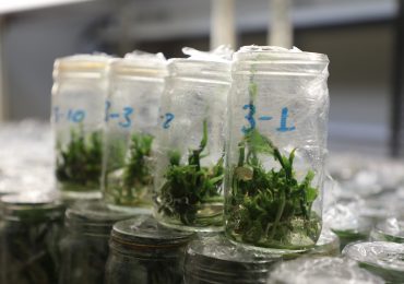 VAINILLA, UNA INVESTIGACIÓN DULCE PARA EL PALADAR CIENTÍFICO EN AGRONOMÍA
