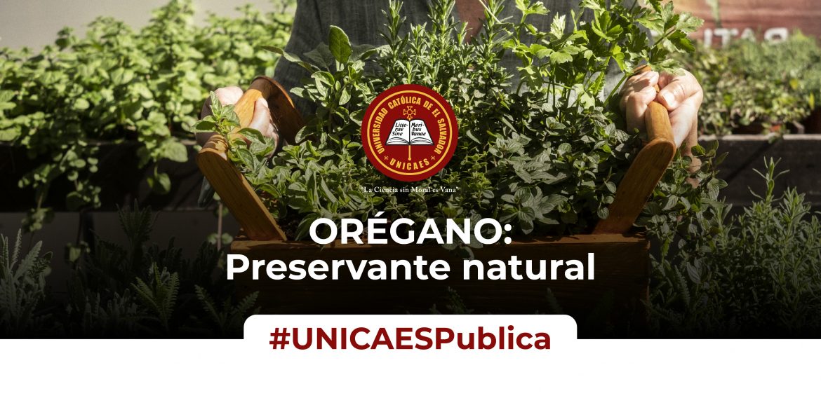 El orégano: un sustituto natural para preservar productos cárnicos